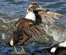 Eider à duvet