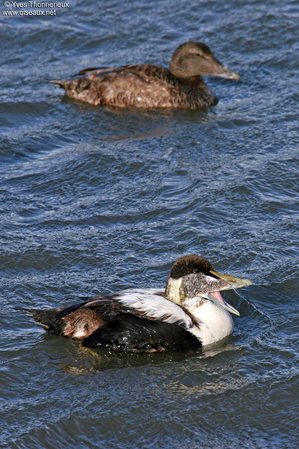 Common Eider male immature