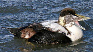 Eider à duvet