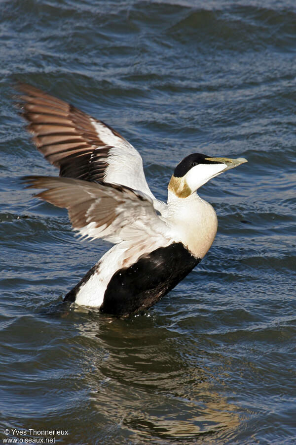 Eider à duvet mâle