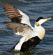 Eider à duvet