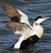 Common Eider