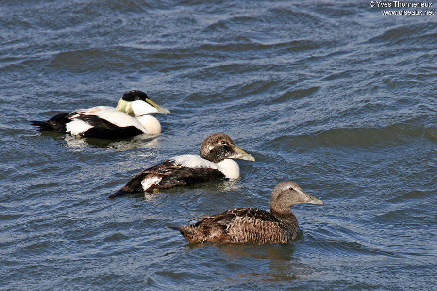 Eider à duvet 