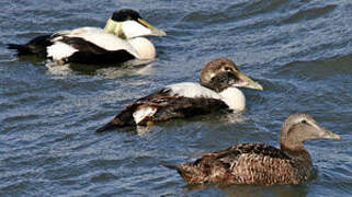 Eider à duvet