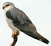 Black-winged Kite