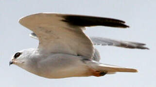 Black-winged Kite