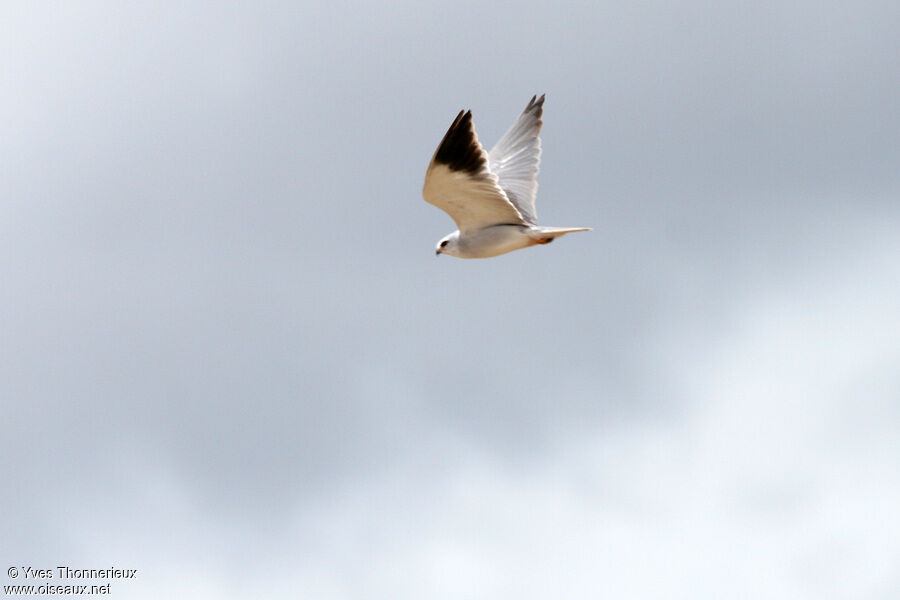 Black-winged Kiteadult