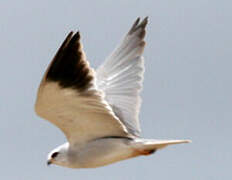 Black-winged Kite