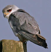 Black-winged Kite