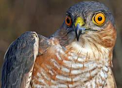 Eurasian Sparrowhawk