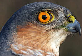 Eurasian Sparrowhawk