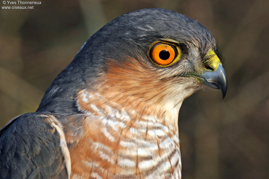 Eurasian Sparrowhawk male adult