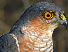 Eurasian Sparrowhawk