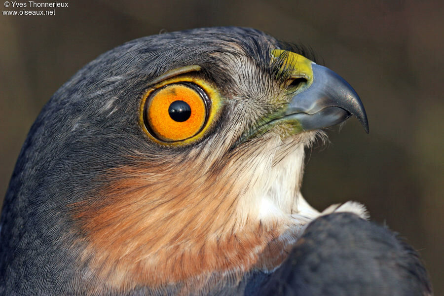 Eurasian Sparrowhawk male adult