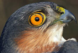 Eurasian Sparrowhawk