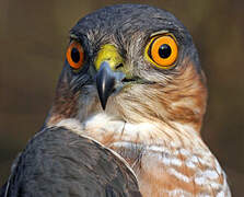 Eurasian Sparrowhawk