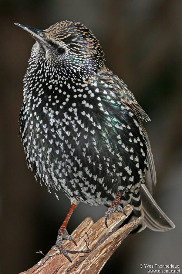 Common Starling