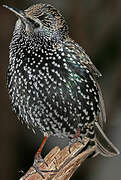 Common Starling