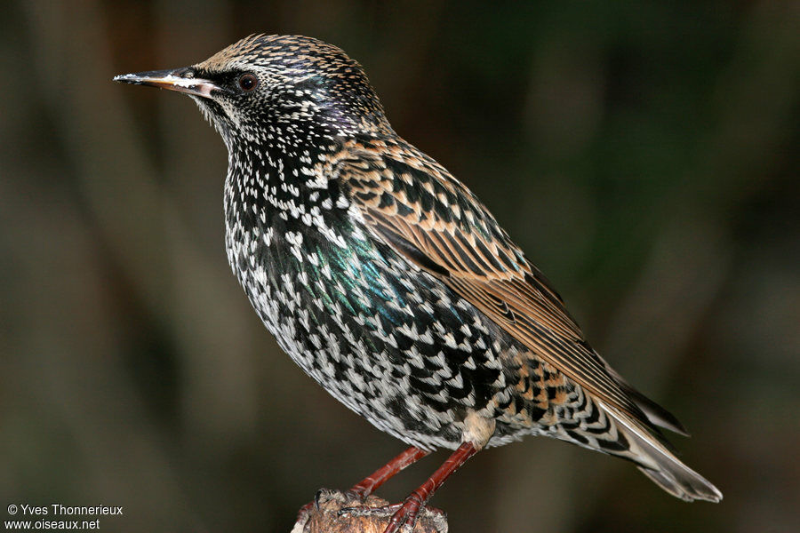 Common Starling