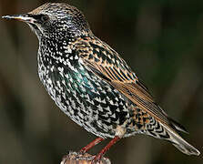 Common Starling