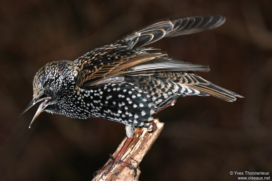 Common Starling