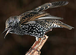 Common Starling