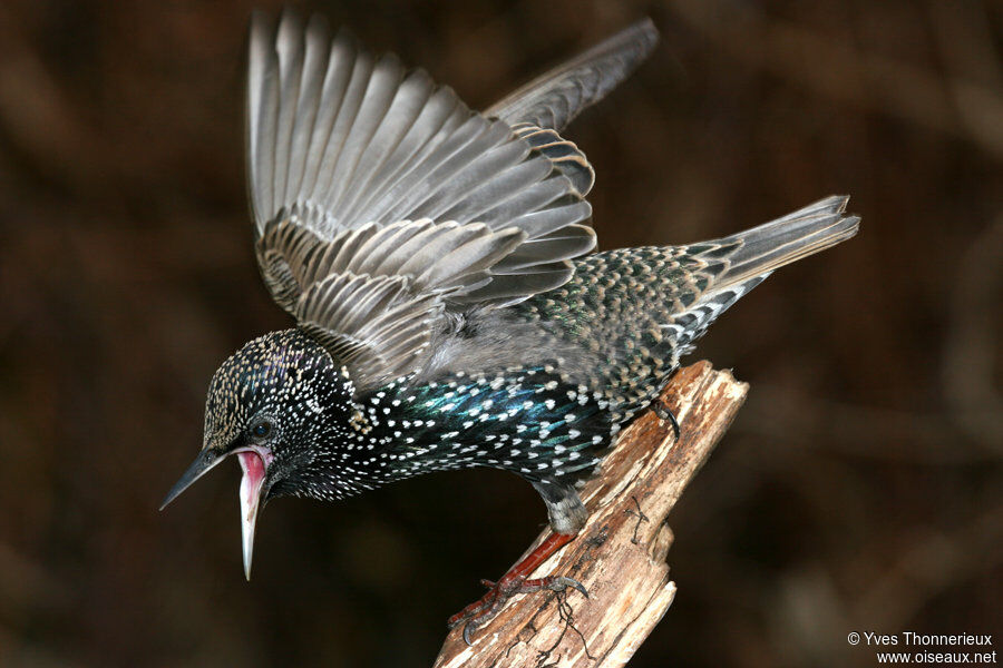 Common Starling