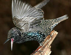 Common Starling