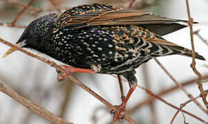 Common Starling