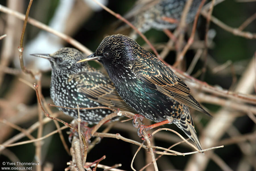 Common Starling