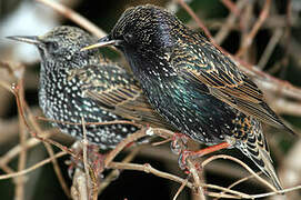 Common Starling