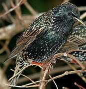 Common Starling