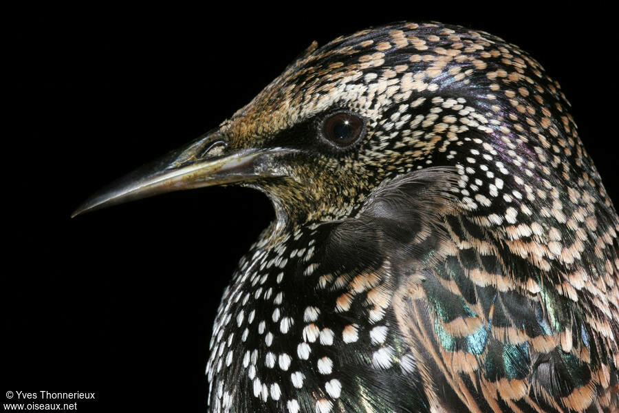 Common Starling