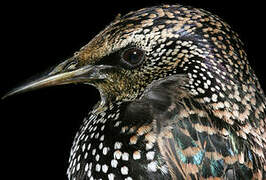 Common Starling