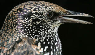 Common Starling