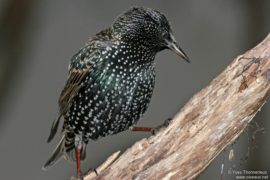 Common Starling