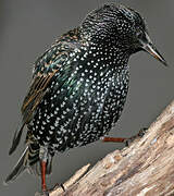 Common Starling