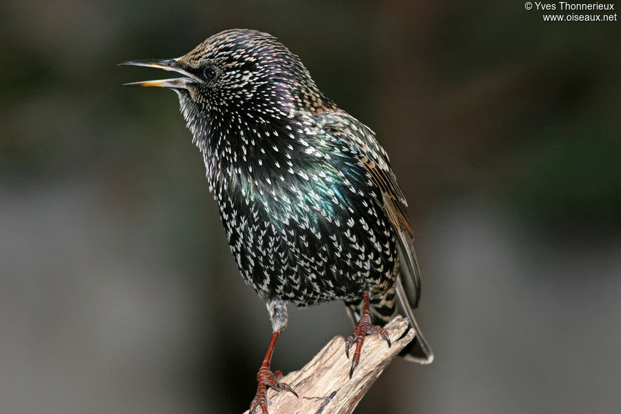 Common Starling