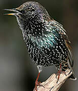 Common Starling