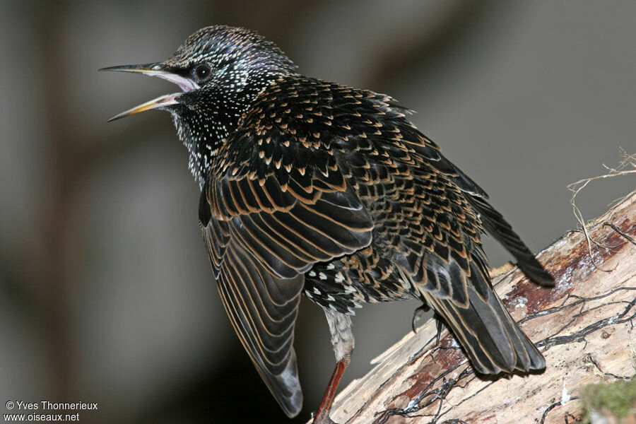 Common Starling