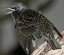 Common Starling