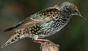 Common Starling