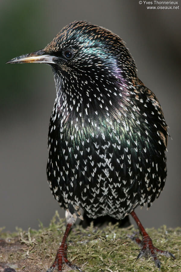 Common Starling