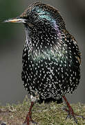 Common Starling