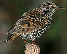 Common Starling