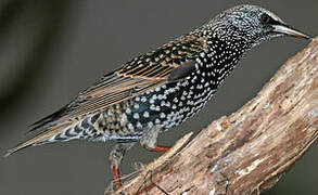 Common Starling