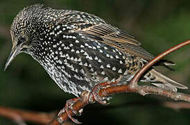 Common Starling