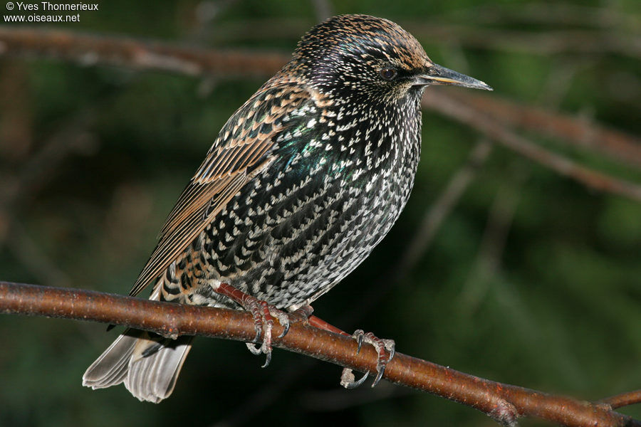 Common Starling