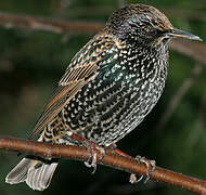 Common Starling