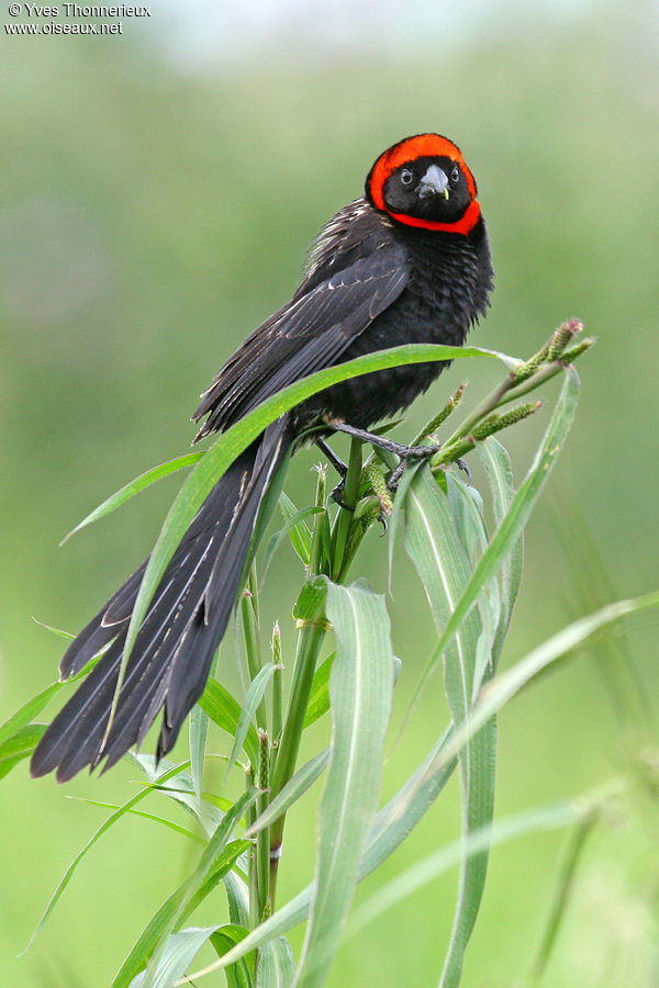 Euplecte à nuque rouge mâle adulte nuptial, identification